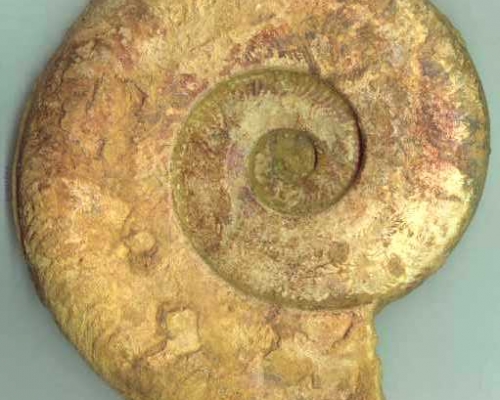 Ammonite Hildoceras