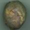 Trilobite Calymene